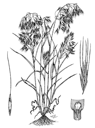 Figure 1. Downy brome plant, enlarged spikelet, ligule area, and seed.