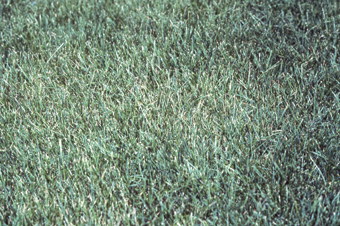 Figure 1. Blighted turf area affected by Ascochyta leaf blight.