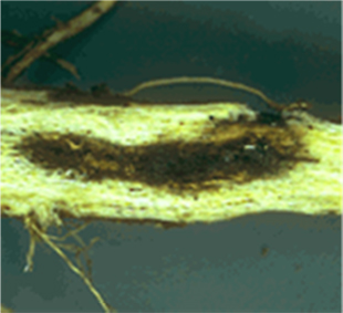 Figure 1. Rot of the central cylinder of a taproot caused by Phytophthora. 