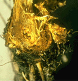 Figure 2. Diseased crown and upper taproot.