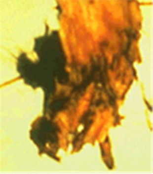 Figure 3. Reddish brown crown rot caused by Fusarium.