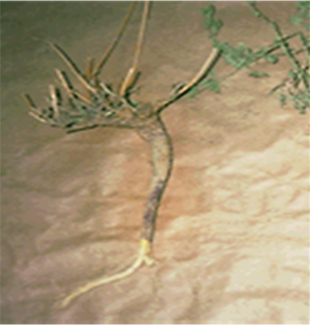 Figure 4. The dark purple discoloration of taproot by violet root rot. 