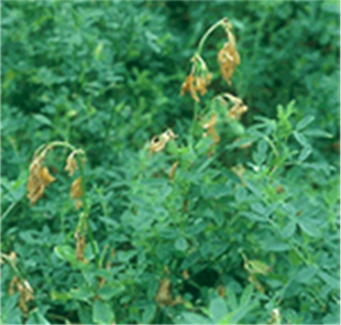 Figure 1. Curving at the tip and green stems with dead leaves indicate anthracnose.