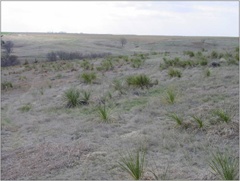 Figure 1. Yucca is a native perennial shrub common to much of the Great Plains. 