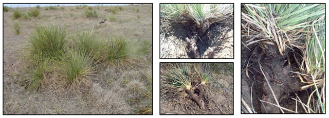 Figure 2. Yucca parent population (left) with offspring plants and exposed rhizomes.