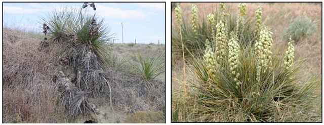 Figure 3a.	Yucca plant.	Figure 3b. Flowers. (Courtesy of www.estesbog.com)