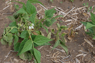 Figure 1. Leaf wilting symptoms on dry beans due to bacterial wilt.