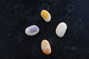 Figure 10. Great Northern dry bean seeds affected by pathogen color variants (clockwise from bottom) orange, purple, yellow, and uninfected.