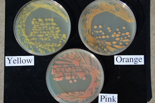 Figure 11. The pink wilt variant growing in culture compared to the typical yellow and orange variants on nutrient broth yeast extract medium (NBY).