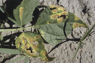 Figure 12. Dry bean leaves damaged by hail. Note symptoms of wilt infection associated with the tattered leaves.