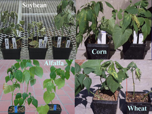 Figure 13. Wilt symptoms on dry bean plants inoculated by bacterial isolates collected from bacterial-infected crops grown in rotation with dry beans. 