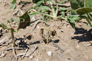 Figure 2. Death of a dry bean seedling due to bacterial wilt.