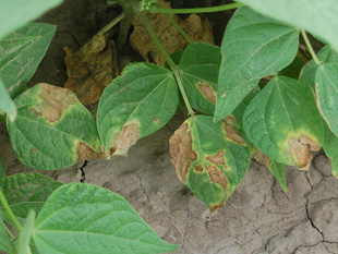 Figure 4. Marginal necrosis and yellowing symptoms associated with common bacterial blight.
