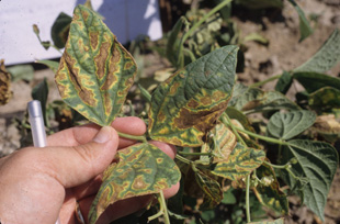 Figure 5. Necrotic and wavy yellow border symptoms associated with wilt.