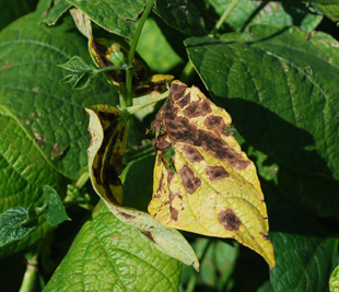 Figure 6. Water-soaking symptoms on yellow beans due to wilt.