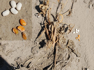 Figure 7. Dry bean plant surviving to harvest but producing discolored seeds as a result of wilt infection. 