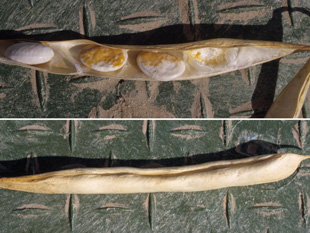 Figure 8. One pod of wilt-infected dry bean plant showing discolored seeds (top) inside a pod with no external symptoms (bottom).