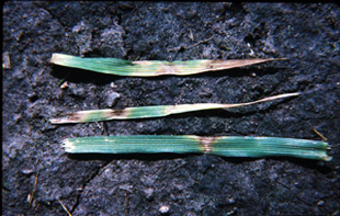 Figure 2. Individual leaf blades with purple/brown lesions from leaf spot