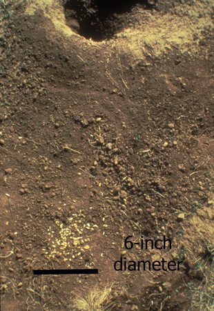 Figure 3. Toxic bait should be scattered over a 6-inch circle at each burrow entrance.