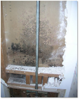 Figure 3. Mold growing inside a wall cavity on the back of drywall.