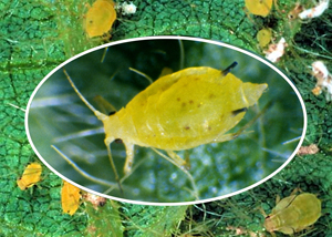 Figure 1. Soybean aphids with black tipped cornicles. 