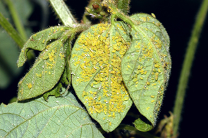 Figure 2. Soybean aphids on the bottom of upper soybean leaflets.