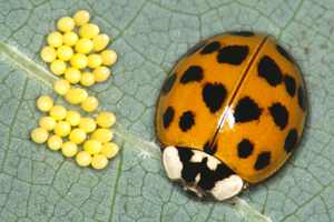 Figure 3. Multicolored Asian lady beetle adult and eggs.