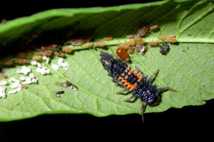 Figure 4. Multicolored Asian lady beetle larva.