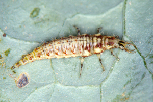 Figure 5. Green lacewing larva.