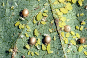 Figure 6.	Soybean aphids and parasitized aphid “mummies.”