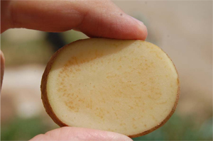 Figure 1. Vascular discoloration of tubers, characteristic of zebra chip (ZC). 