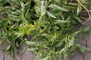 Figure 11. Foliar symptoms of psyllid yellows.