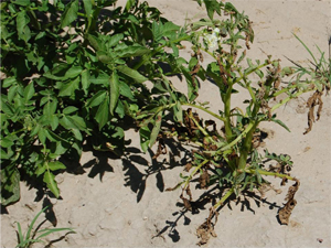 Figure 6. Foliar symptoms of ZC consisting of scorching and death of foliage.