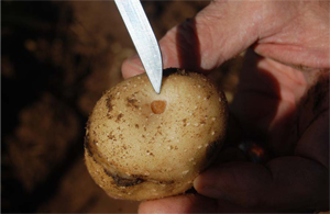 Figure 8. Tuber symptom of ZC consisting of pinkish-purple site of attachment of stolon to tuber.