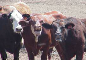 Figure 1. Cattle undergoing moderate to severe heat stress exhibit open mouth breathing and excess salivation. 