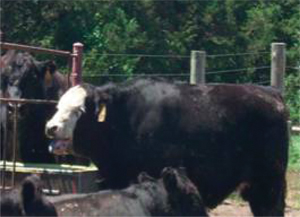 Figure 2. A beef animal undergoing severe heat stress exhibits open mouth breathing with tongue out, head extended.