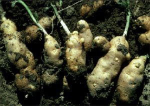 Figure 3. Misshapen tubers result from psyllid yellows. 