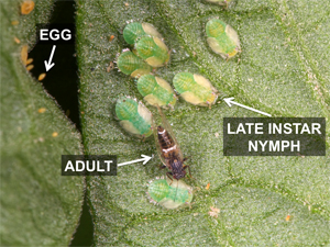Figure 6. Psyllid nymphs on a leaf.
