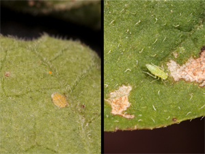 Figure 7. Psyllid nymph (left) can look similar to a potato leafhopper nymph (right). 