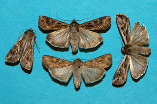 Figure 1. Army cutworm moths (“millers”)