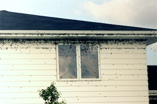 Figure 2. Army cutworm moths on side of house.
