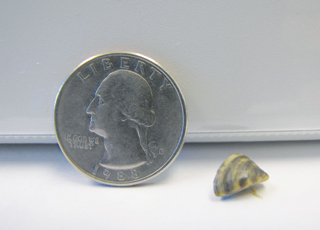 Figure 1. The size of a zebra mussel relative to a quarter. 