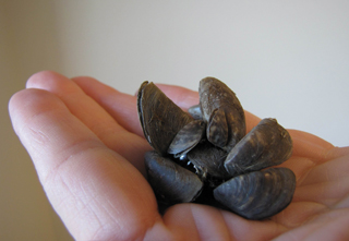Figure 2. When viewed from the side, Zebra mussel shells are D-shaped.