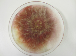 Figure 1. Mycelium of Fusarium graminearum on artificial growth media.