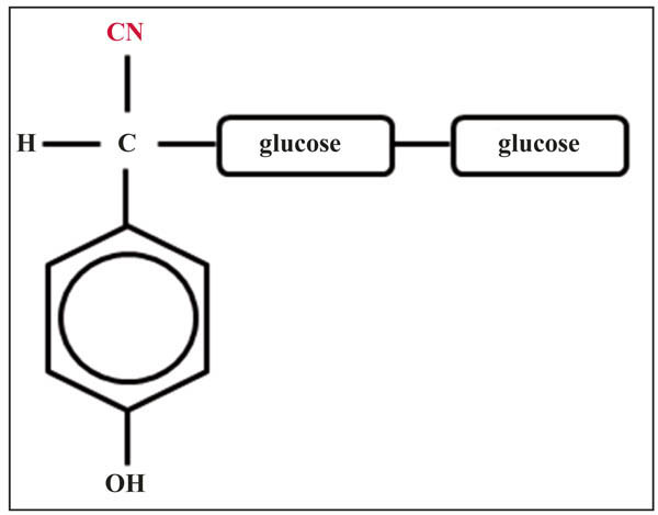 Figure 1. Example of a cyanoglycoside — dhurrin. The cyano group is in the red font. The molecule includes two glucose molecules bonded together.