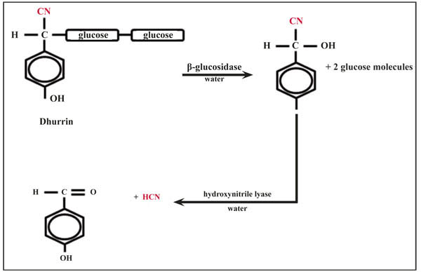 Figure 2.	The enzymatic production of hydrogen cyanide (HCN) from dhurrin. 