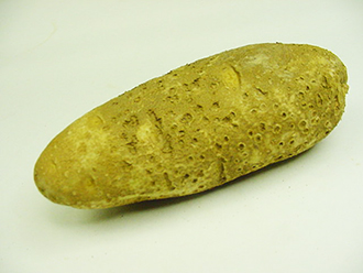 Figure 1. Swollen lenticels (cultivar Russet Norkotah)