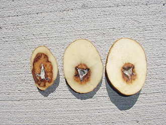 Figure 2. Bacterial soft rot (note entry portal on left)