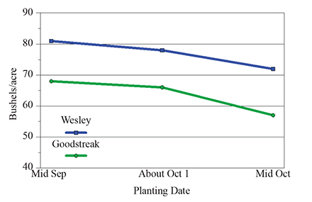 Figure 2. Grain yield as affected by late planting at Scottsbluff, Neb. 