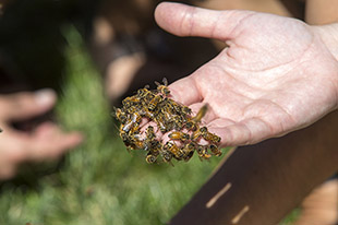 Figure 2. Handful of bees